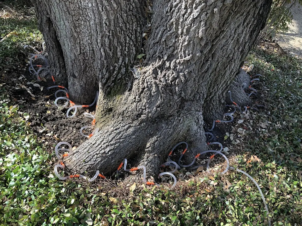 Detailed Tree Cabling and Bracing job site in Wexford